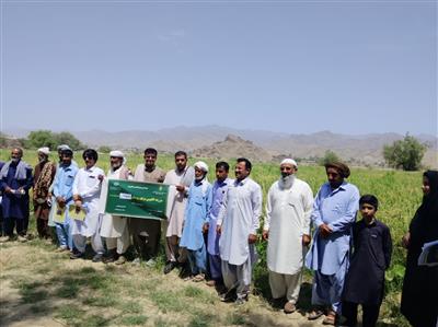 برگزاری كارگاه آموزشی ـ ترویجی كشت و تولید برنج در شهرستان سرباز سیستان و بلوچستان