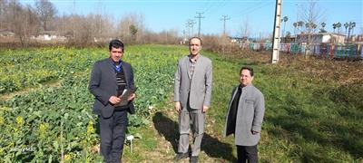 نخستین نگاه به طرح‌های كلزا و علوفه