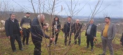 انقلاب سبز در باغات فندق