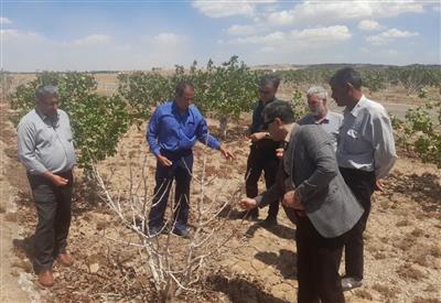 اقدام فوری برای نجات پسته اردكان؛ بررسی علمی معضل خشكی درختان آغاز شد