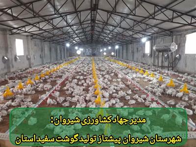 شیروان رتبه اول تولید گوشت سفید در استان را دارد
