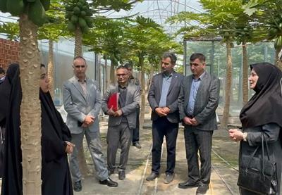 بازدید از گلخانه پاپایا در بابل؛ تأكید بر توسعه كسب‌وكار زنان روستایی