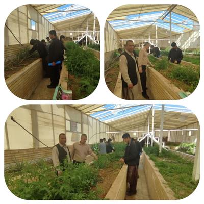 عملیات وجین علف‌های هرز در گلخانه آموزشی مركز